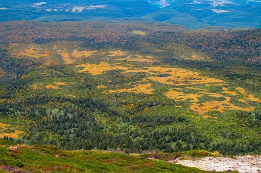 八甲田山 毛無岱の草紅葉 八甲田山 毛無岱の草紅葉 秋,紅葉,黄葉の写真素材