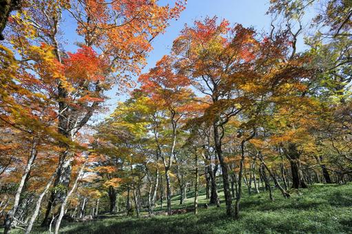 大台ヶ原　秋 大台ヶ原,秋,紅葉の写真素材
