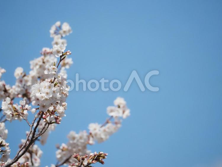 青空の下の桜 桜,ソメイヨシノ,さくらの写真素材