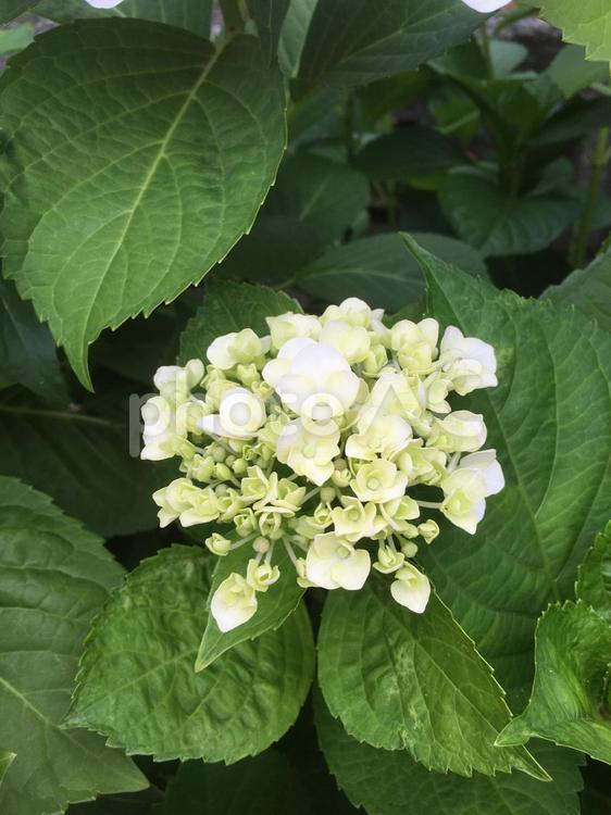 あじさい (白) あじさい,アジサイ,紫陽花の写真素材