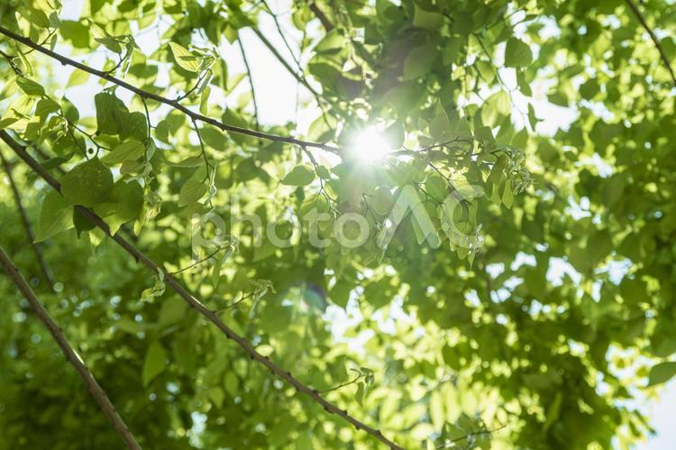 木漏れ日 木漏れ日,新緑,初夏の写真素材