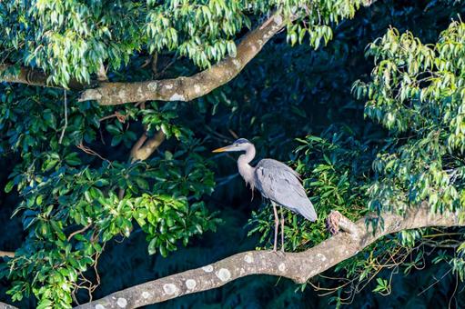 アオサギのいる風景 アオサギ,オオアオサギ,くちばしの写真素材