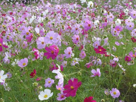 コスモス畑 コスモス畑,秋桜,コスモスの写真素材