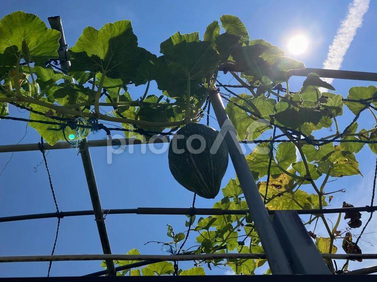 吊り下げ栽培で成ったカボチャ カボチャ,栽培棚,ツルの写真素材