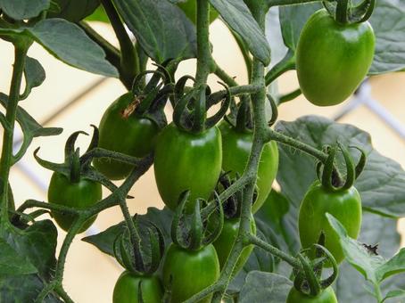 ミニトマト ミニトマト ミニトマト,野菜,夏の写真素材