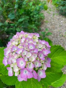 やさしいピンクと紫の紫陽花(縦構図) やさしいピンクと紫の紫陽花(縦構図)の写真