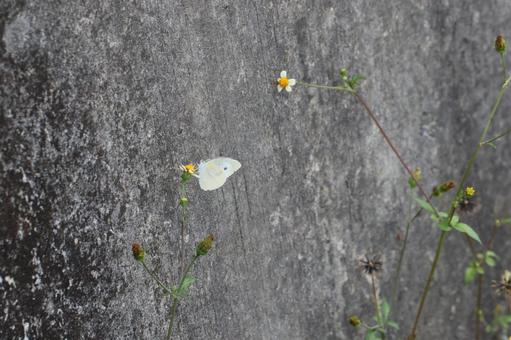 小さな花に止まるモンシロチョウ 小さな花に止まるモンシロチョウの写真