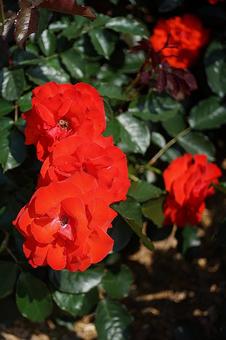Photo, hyōgo prefecture, aramaki rose park, early summer, 