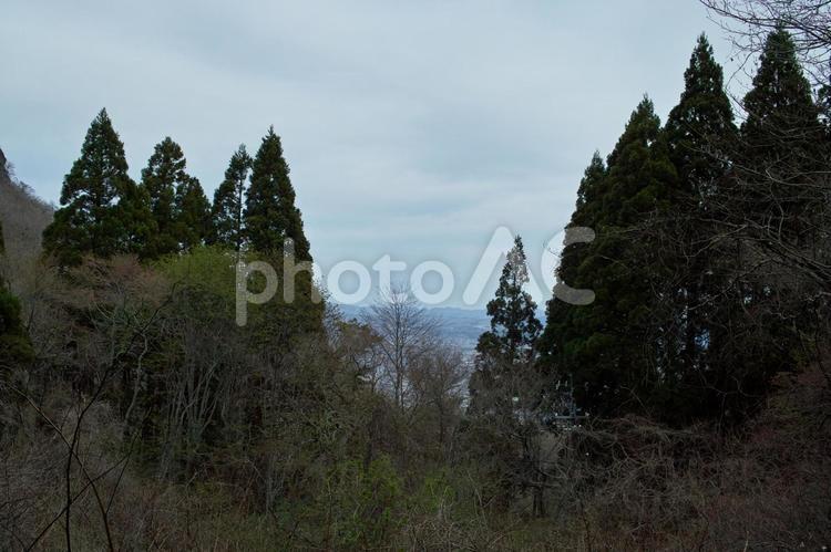 函館山旧登山道より 林,函館,風景の写真素材