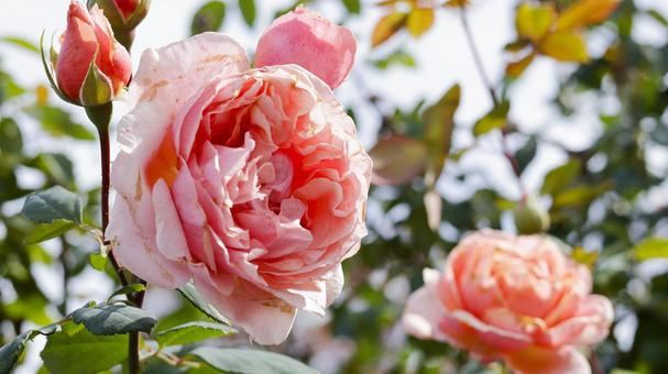 【花の写真】ばらの花 rose,植物,園芸の写真素材