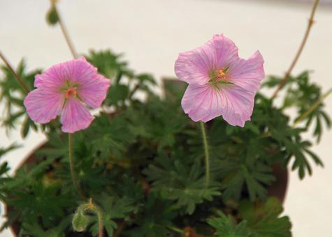 アケボノフウロ アケボノフウロの写真