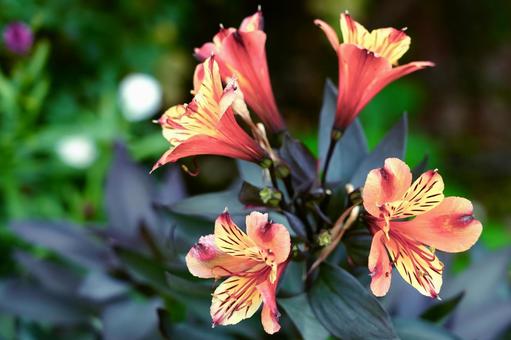 赤と黄色のアルストロメリア アルストロメリア,花,植物の写真素材