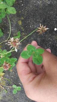 四つ葉のクローバー 四つ葉のクローバー,四つ葉,クローバーの写真素材