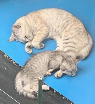Identical stray cats and their kittens, JPG