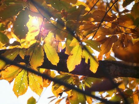 紅葉したヨーロッパブナの葉 秋,ブナ,ヨーロッパブナの写真素材