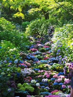紫陽花の道 紫陽花の道 紫陽花,あじさい,奈良の写真素材