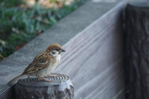 スズメの写真