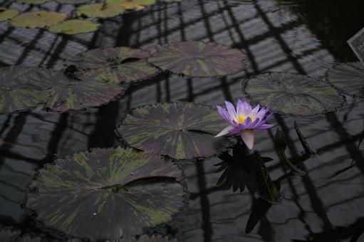 花鳥園 25 花鳥園 25の写真