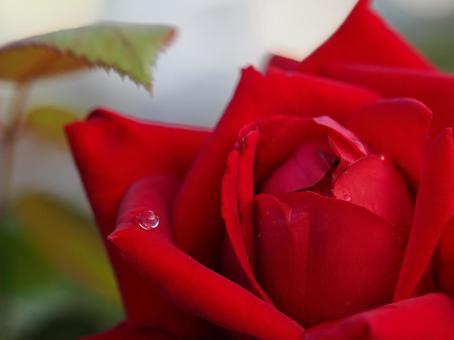 薔薇の水滴をマクロ撮影しましたの写真