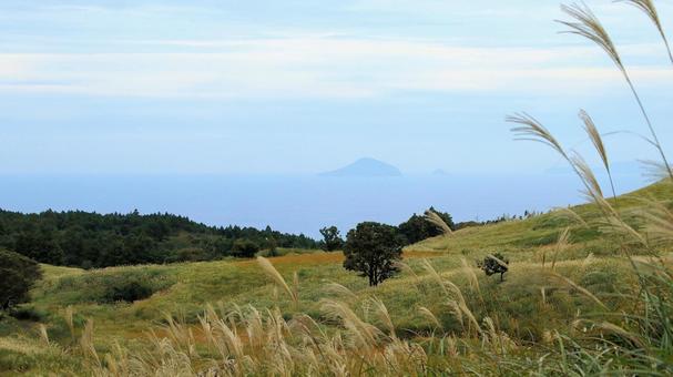 稲取細野高原のすすき野原　24 稲取細野高原,ススキ,秋の写真素材