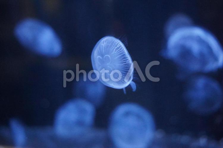 水族館の水槽に漂う幻想的なクラゲの写真 クラゲ,水族館,水槽の写真素材