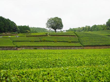 茶畑と杉林のある農村風景 茶畑と杉林のある農村風景の写真