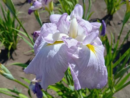 Iris at Iwamizawa City's Iris Park, JPG