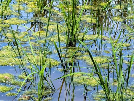 Photo, field, paddy field, rice planting, 
