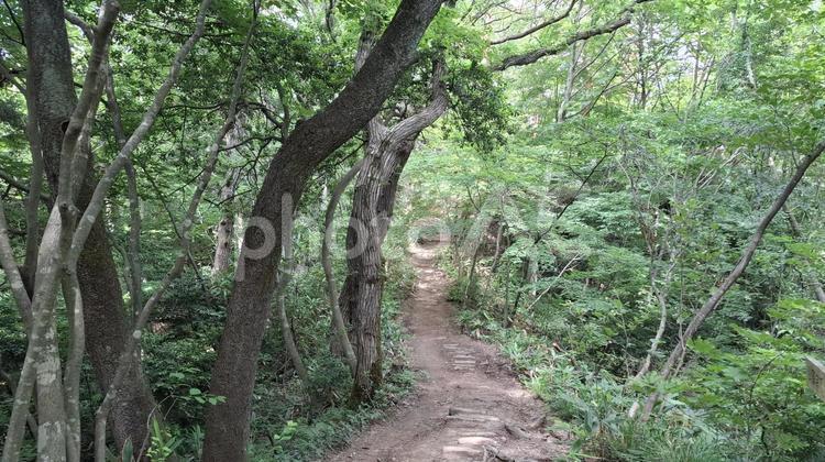 木漏れ日の登山道 登山道,雑木林,登山の写真素材