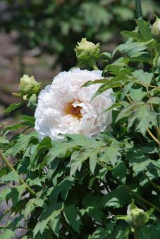 Peony flower, JPG
