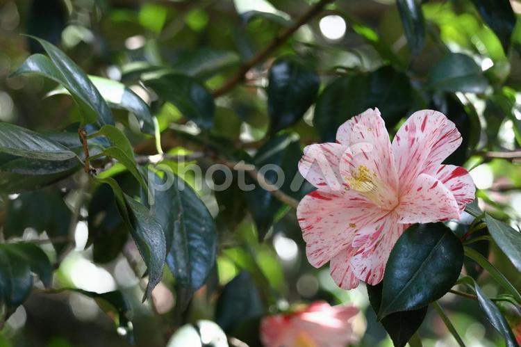 厳冬に凛と咲く 椿,花,ツバキ科の植物の写真素材