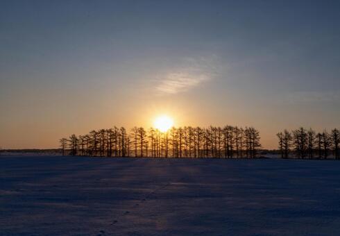 冬の並木と雪原の日の出 日の出,朝日,並木の写真素材