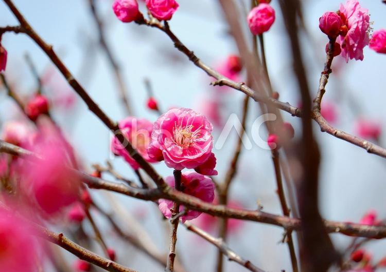 梅の花（カゴシマコウバイ） 梅の花,春,カゴシマコウバイの写真素材