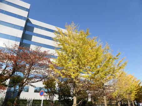 大手企業ビル前のイチョウと秋の空 大手企業ビル前のイチョウと秋の空の写真