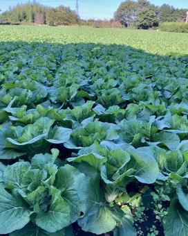 光と影の白菜 白菜,葉野菜,野菜の写真素材