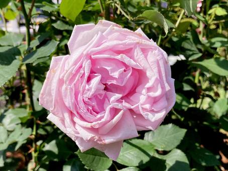 バラ バラ バラ,ローズ,花びらの写真素材
