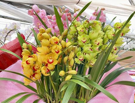 シンビジウムの花束 シンビジウム,ラン,蘭の写真素材