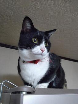 はちわれ猫029 はちわれ猫029の写真