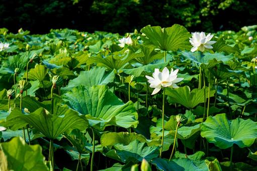 夏の蓮の花 夏の蓮の花 蓮の花,蓮の葉,群生の写真素材