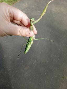 カマキリ カマキリ,秋,昆虫の写真素材