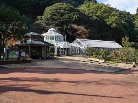 伊豆大島　椿園園内 大島公園,椿,伊豆大島の写真素材
