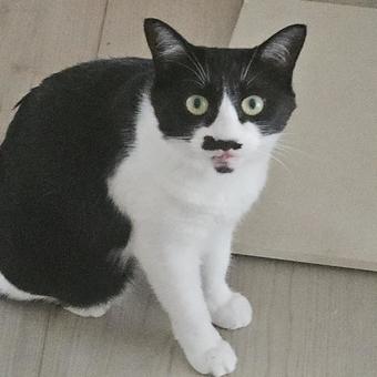 ついていこいと鳴くハチワレ姉猫 ついていこいと鳴くハチワレ姉猫の写真