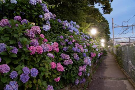 Hydrangeas lined up along the road, JPG