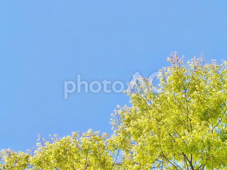 木と青空ときらめき 新緑,植物,樹木の写真素材