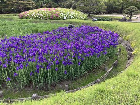 岡山後楽園の花菖蒲 岡山後楽園の花菖蒲 後楽園,庭園,岡山県の写真素材