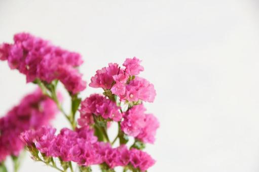 赤紫のスターチスの写真