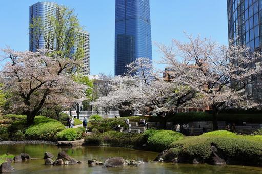 Cherry blossoms at Roppongi Hills Mori Garden in early April, JPG