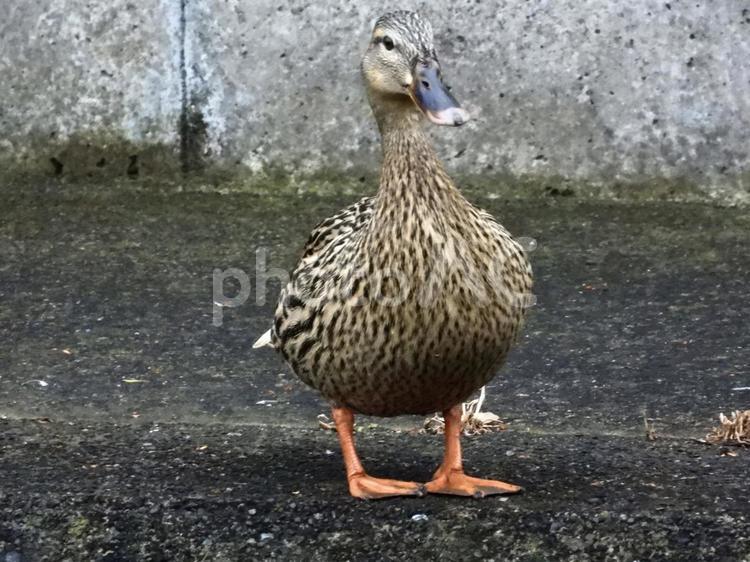 塀の上に立つマガモ 鳥,野鳥,マガモの写真素材