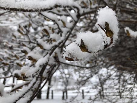 雪のつぼみ 冬,雪,雪景色の写真素材