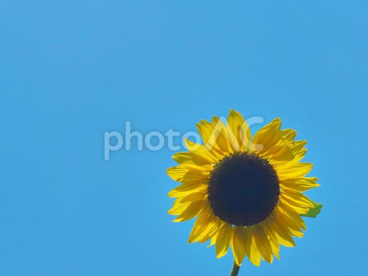 1輪のヒマワリと青空　夏の背景素材 ひまわり,ヒマワリ,向日葵の写真素材
